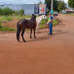 Ação conjunta recolhe animais soltos e reforça segurança em Lagoa da Confusão