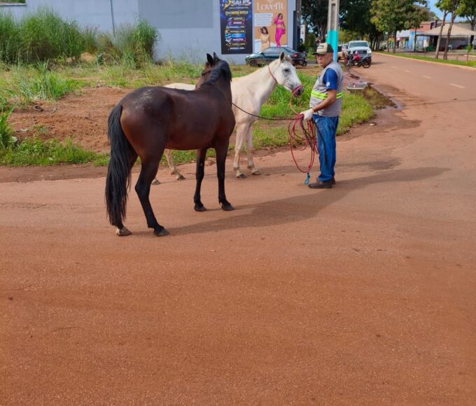 Ação conjunta recolhe animais soltos e reforça segurança em Lagoa da Confusão