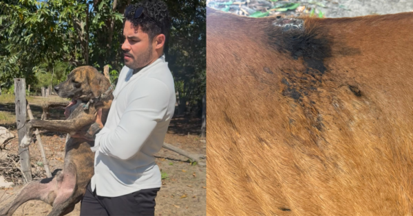 Justiça autoriza resgate de animais em chácara de Santa Rita do Tocantins após denúncias de zoofilia e maus-tratos
