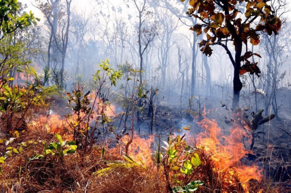 Ibama notifica 699 imóveis rurais no Tocantins para prevenção de incêndios florestais