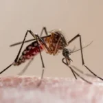 Vírus do Nilo Ocidental causa dois casos de encefalite no Tocantins e acende alerta para vigilância da saúde