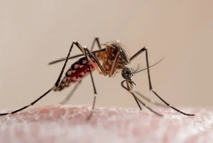 Vírus do Nilo Ocidental causa dois casos de encefalite no Tocantins e acende alerta para vigilância da saúde