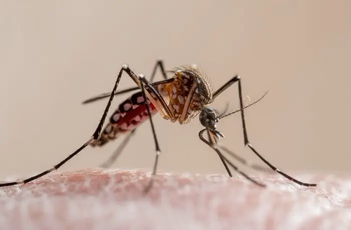 Vírus do Nilo Ocidental causa dois casos de encefalite no Tocantins e acende alerta para vigilância da saúde