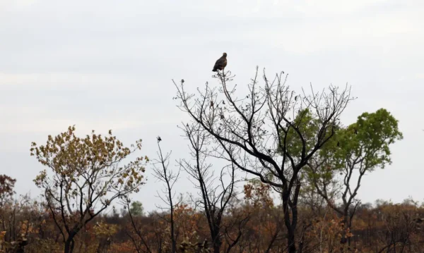 Tocantins mantém mais da metade da vegetação nativa do Cerrado, mas bacias hidrográficas perderam milhões de hectares