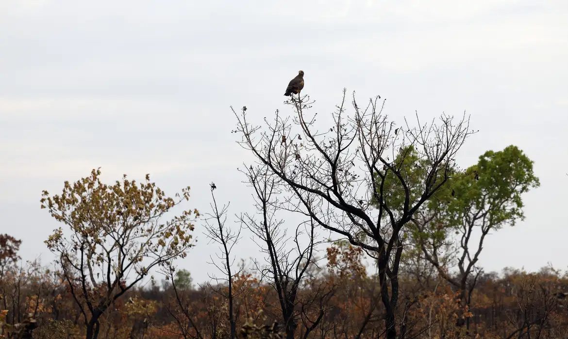 Tocantins mantém mais da metade da vegetação nativa do Cerrado, mas bacias hidrográficas perderam milhões de hectares
